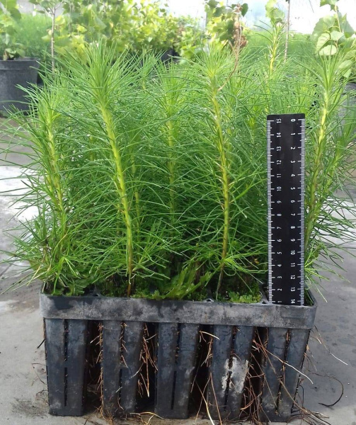 Кассета для лесовосстановления, 121 ячейка (50мл) K-121F